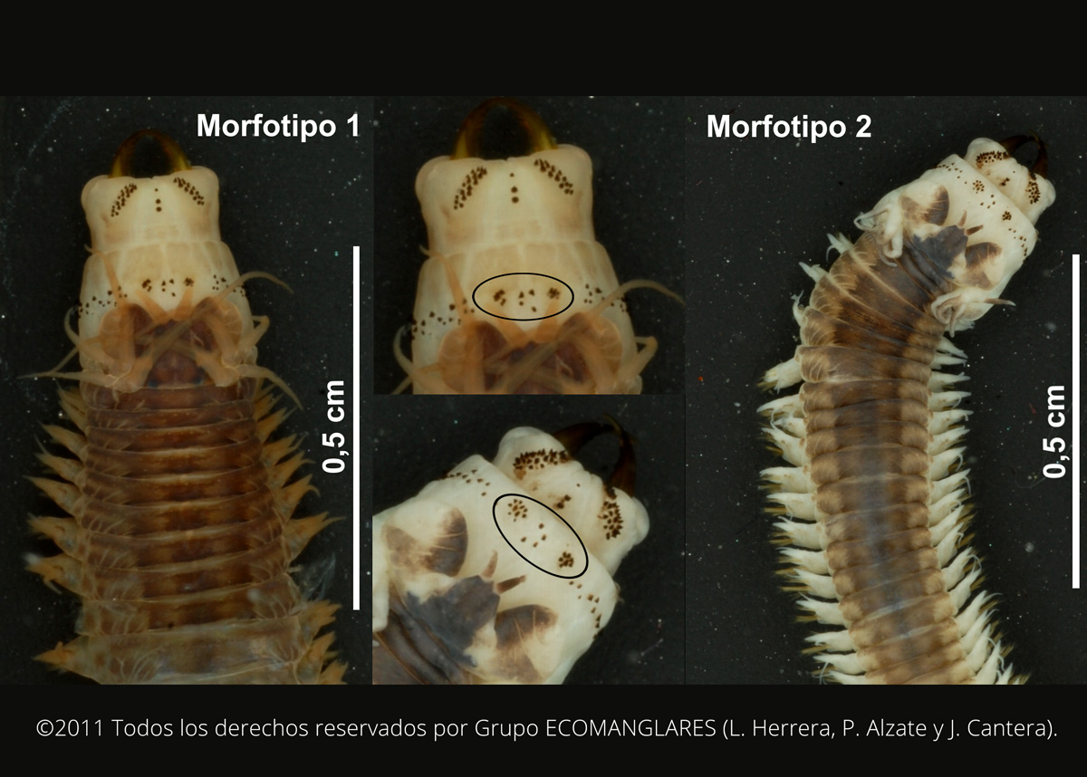 foto de Alitta succinea