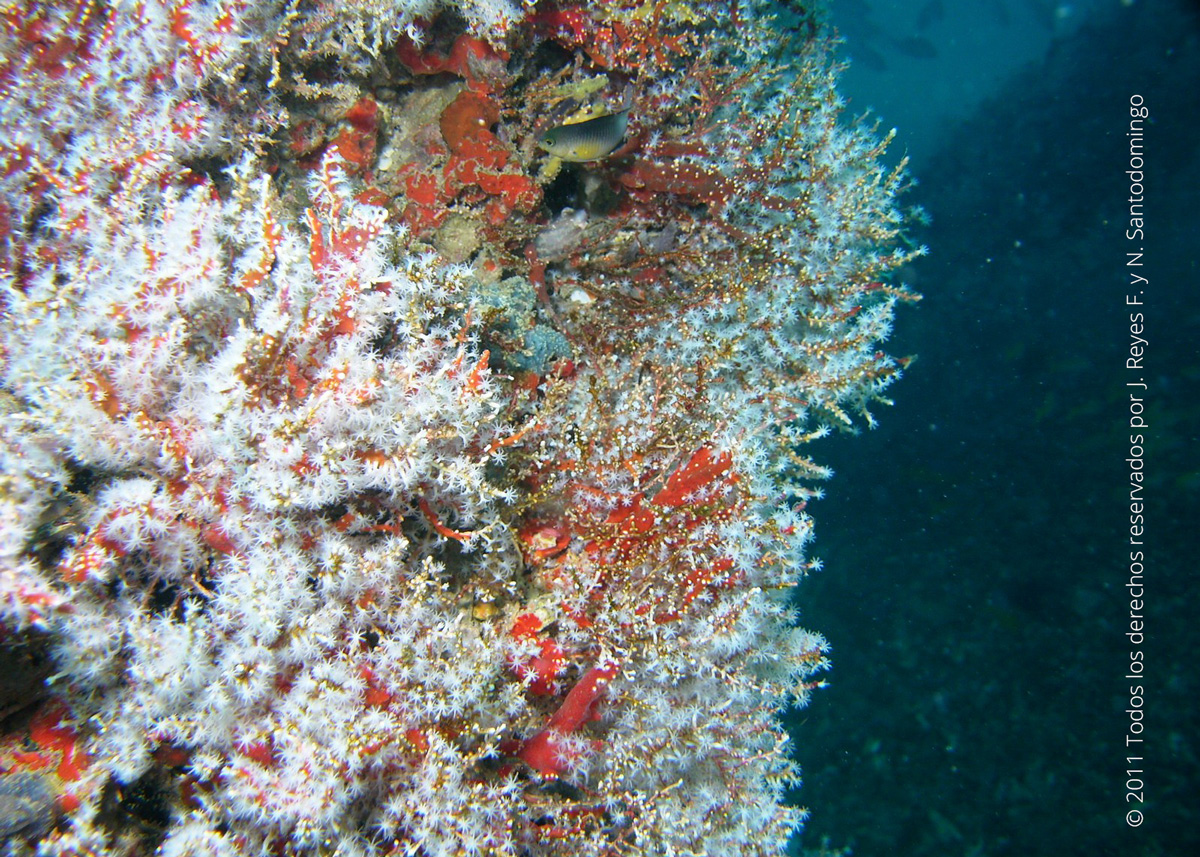 foto de Carijoa riisei