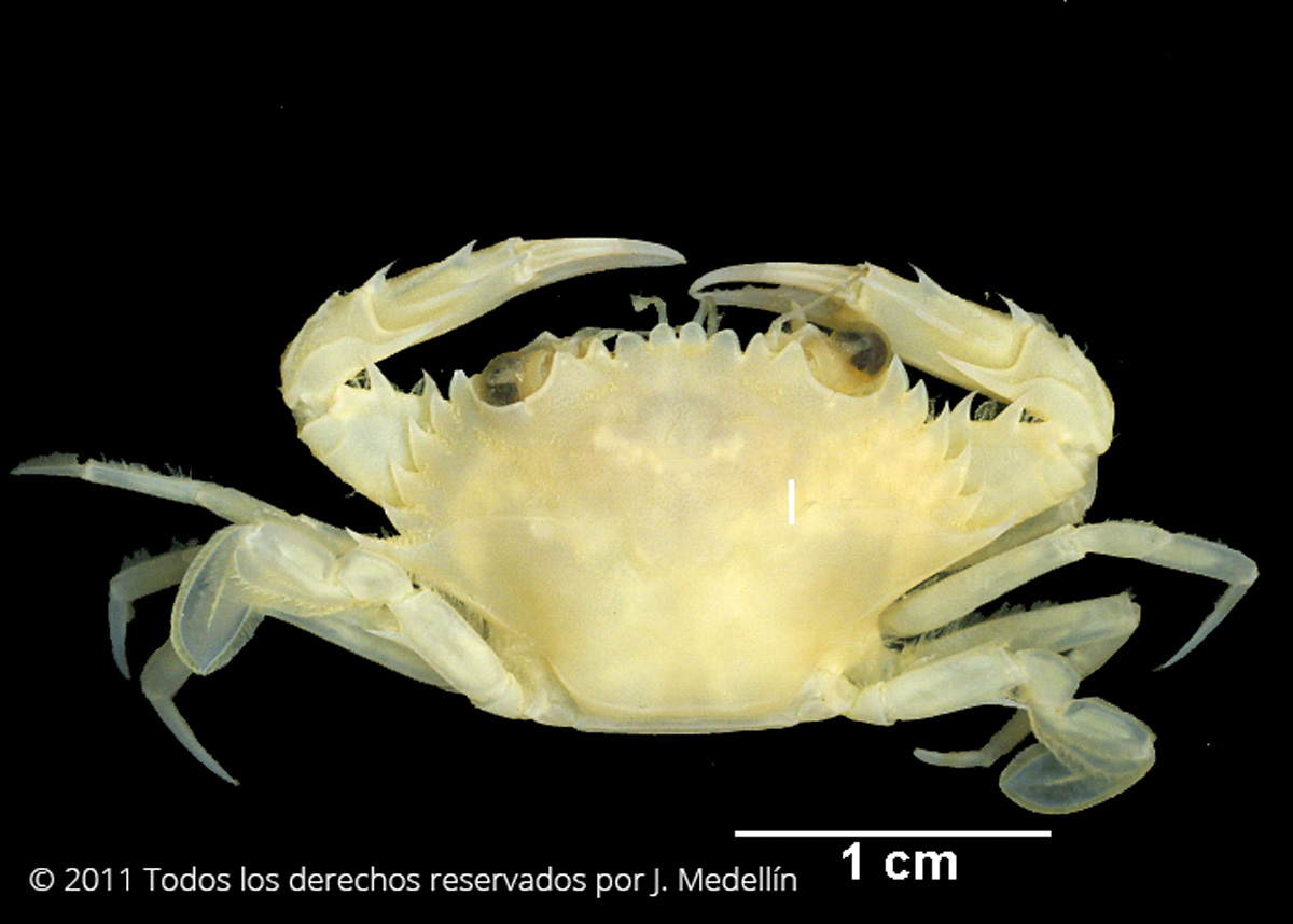 foto de Charybdis (Charybdis) hellerii