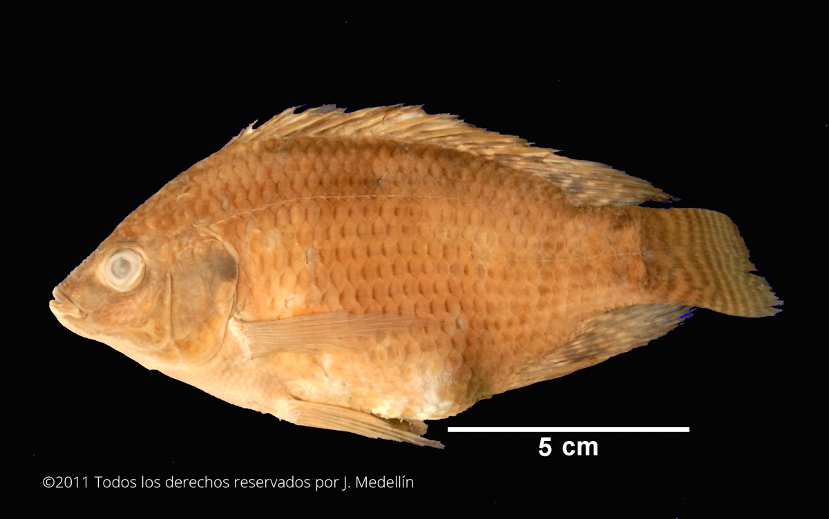 foto de Oreochromis niloticus