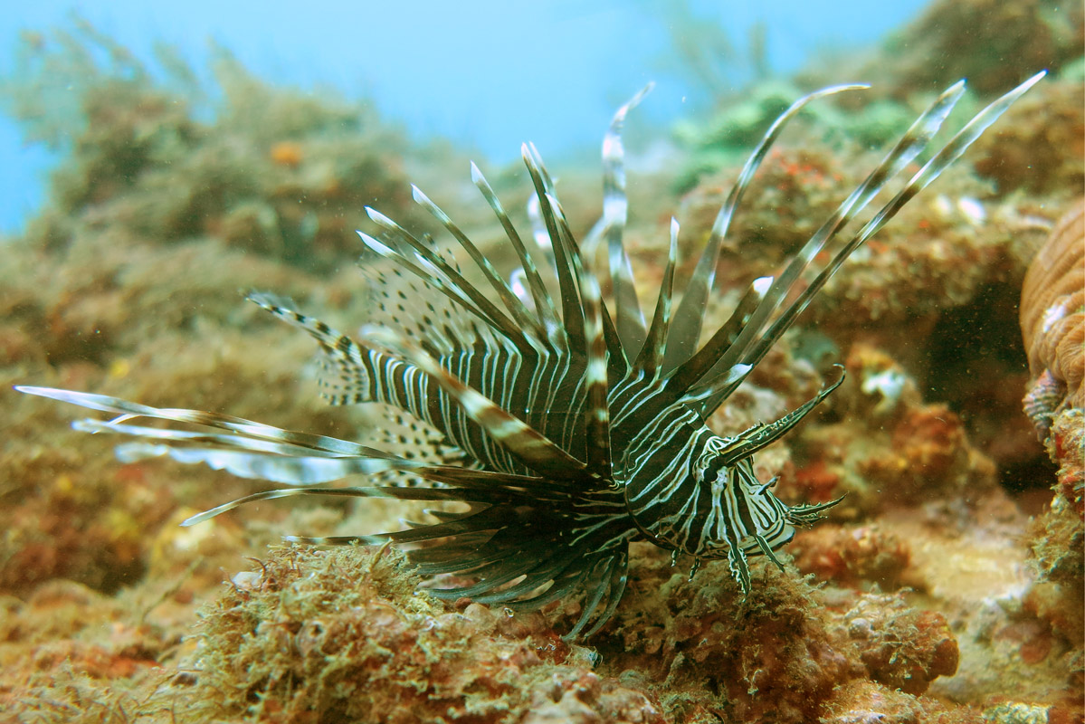 foto de Pterois volitans