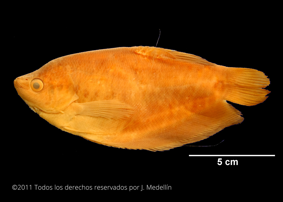 foto de Trichopodus pectoralis