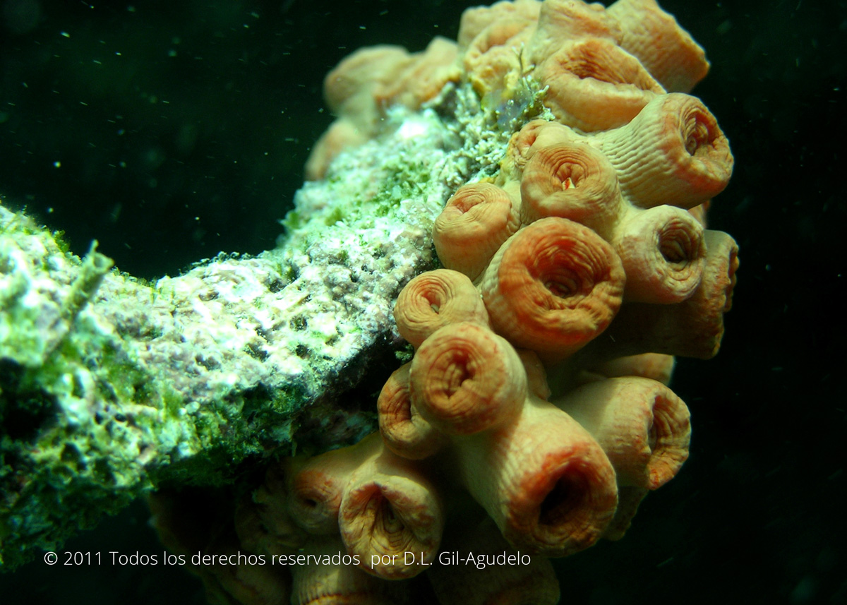 foto de Tubastraea coccinea